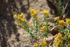 Ericameria cooperi
