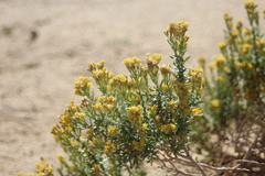Ericameria cooperi