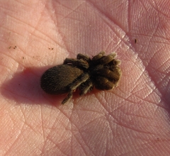 Chaetopelma olivaceum