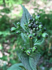 Scrophularia nodosa