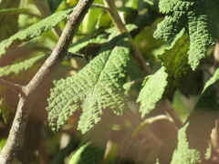 Tarchonanthus trilobus