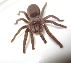 Chaetopelma olivaceum