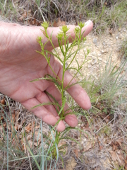 Dysodiopsis tagetoides