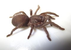 Chaetopelma olivaceum