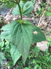 Scrophularia nodosa