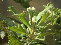 Tarchonanthus trilobus