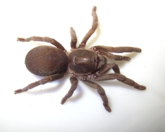 Chaetopelma olivaceum