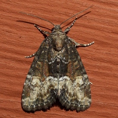 Neoligia subjuncta
