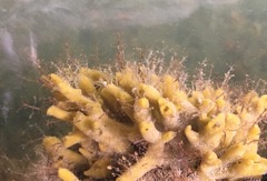 Caprella