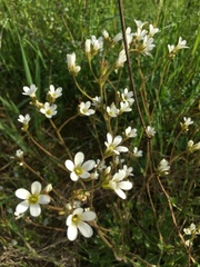 Saxifraga granulata