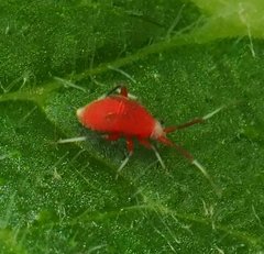 Coccobaphes frontifer