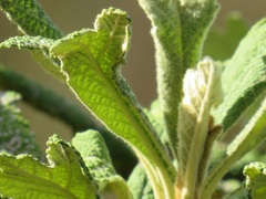 Tarchonanthus trilobus