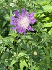 Stokesia