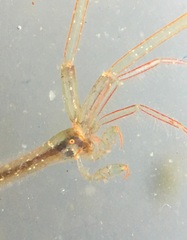 Caprella