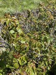 Toxicodendron diversilobum