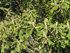 Tarchonanthus trilobus