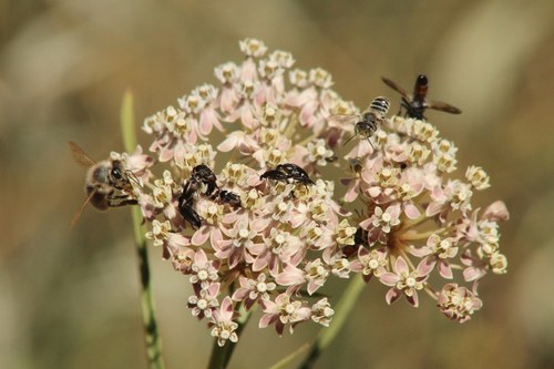 iNaturalist observation photo of narrowleaf milkweed