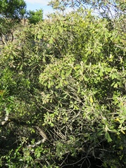 Tarchonanthus trilobus