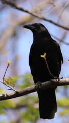 Corvus brachyrhynchos