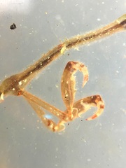 Caprella
