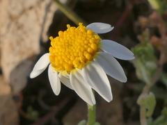 Anthemis peregrina