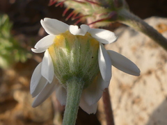 Anthemis peregrina