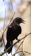 Corvus brachyrhynchos