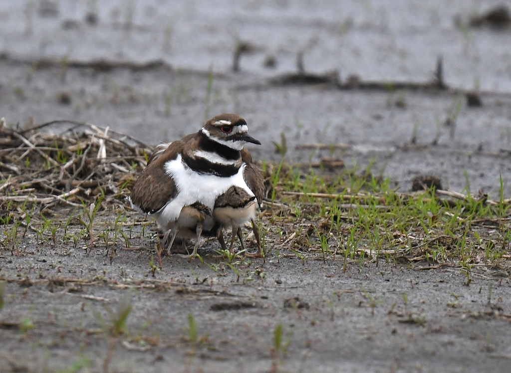 Killdeer from Riverlands Migratory Bird Sanctuary, West Alton, MO, USA