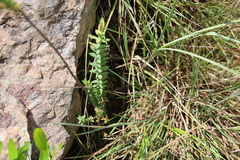 Pellaea ternifolia