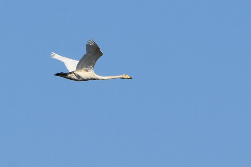 Cisne cantor (Cygnus cygnus)