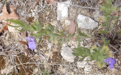 Salvia texana
