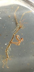 Caprella