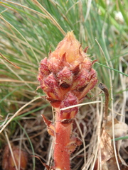 Orobanche gracilis