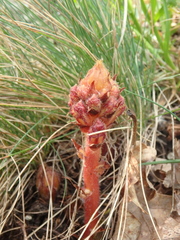 Orobanche gracilis