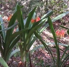 Clivia gardenii