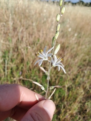 Chlorogalum angustifolium