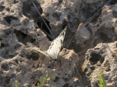 Melanargia arge