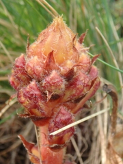 Orobanche gracilis