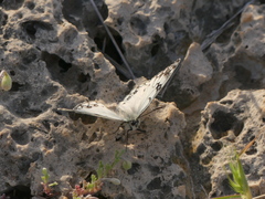Melanargia arge