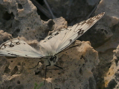 Melanargia arge