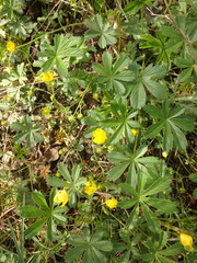 Potentilla sphenophylla
