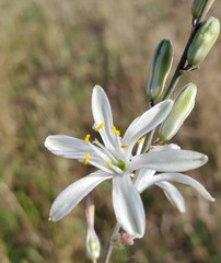 Chlorogalum angustifolium