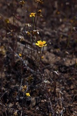 Leptosyne stillmanii