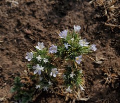 Navarretia tagetina