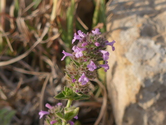 Micromeria graeca