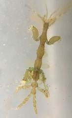Caprella
