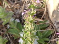 Micromeria graeca