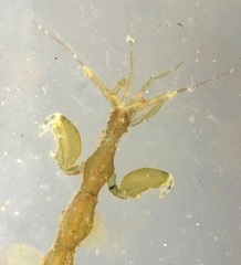 Caprella