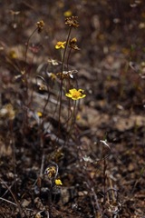 Leptosyne stillmanii