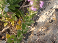 Micromeria graeca